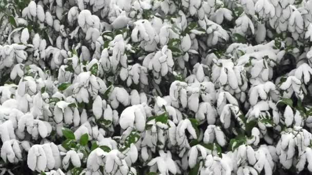 Rhododendron Zweige Mit Flauschigem Weißen Schnee Bedeckt Auflösung — Stockvideo