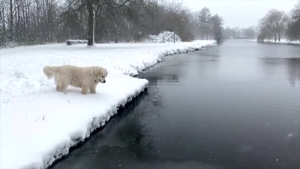 Золотистая Собака Ретривер Стоит Глубоком Снегу Пока Снег Продолжает Падать — стоковое видео