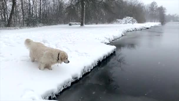 ゴールデンレトリバー犬は冬の雪の公園で遊ぶ — ストック動画