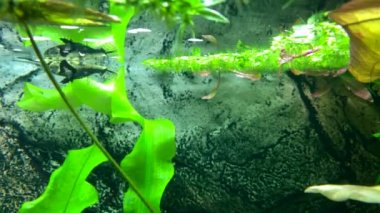 Akvaryumda yüzen güzel kelebek balıkları. Tatlı su kelebeği, Pantodon buchholzi. Afrika Kelebeği Balığı