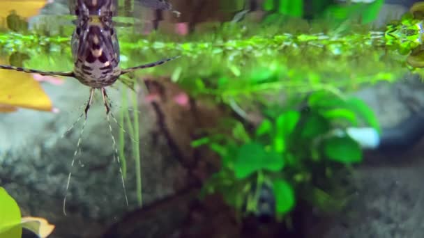 Schöne Schmetterlingsfische Schwimmen Aquarium Süßwasserschmetterlingsfische Pantodon Buchholz — Stockvideo