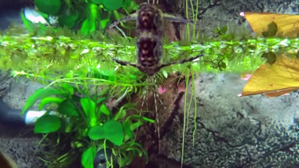 Poisson Papillon Africain Beau Poisson Papillon Nageant Dans Aquarium Poisson — Video