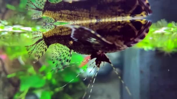 Sladkovodní Africké Motýlí Ryby Krásné Motýlí Ryby Plavání Akváriu — Stock video