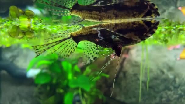 Afrikanischer Schmetterlingsfisch Schöne Schmetterlingsfische Schwimmen Aquarium Süßwasserschmetterlingsfische — Stockvideo