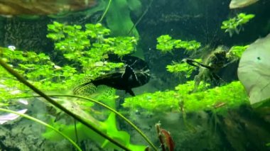 Akvaryumda yüzen güzel kelebek balıkları. Tatlı su kelebeği, Pantodon buchholzi. Afrika Kelebeği Balığı