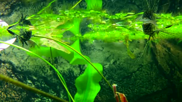 Vackra Fjärilsfiskar Simmar Akvarium Sötvattensfjärilen Pantodon Buchholzi Afrikansk Fjärilsfisk — Stockvideo