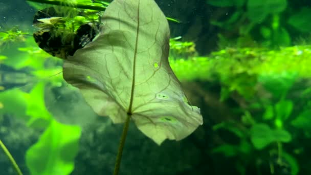 Прекрасна Риба Метелик Плаває Акваріумі Прісноводні Метелики Pantodon Buchholzi Риба — стокове відео