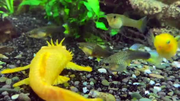 Sladkovodní Akvárium Ryby Plavající Akváriu — Stock video