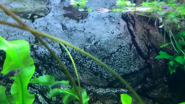 Ragadozó Édesvízi Pillangóhalak Vízfelszínre Esett Rovarokat Fogják Pantodon Buchholzi — Stock videók