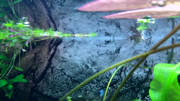 Хижа Риба Метелик Ловить Комах Які Впали Поверхню Води — стокове відео