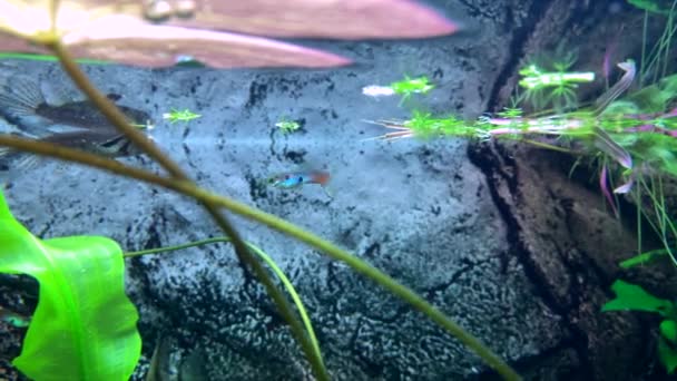 Predatory Butterfly Fish Catches Insects Have Fallen Water Surface — Stock Video