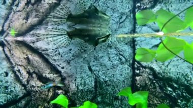 Yırtıcı tatlı su kelebeği, su yüzeyine düşmüş böcekleri yakalar. Pantodon Bucchholzi