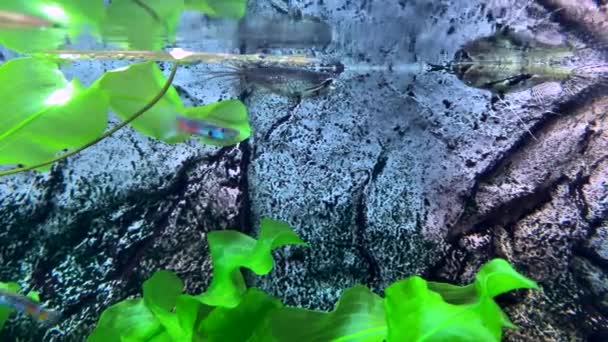 Les Poissons Prédateurs Papillons Eau Douce Capturent Les Insectes Tombés — Video