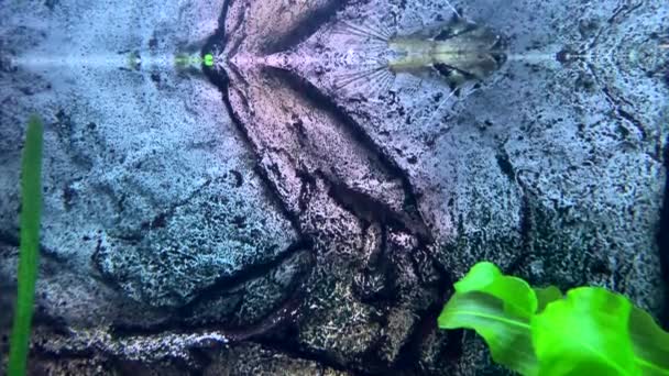 予測淡水蝶魚は水面に落ちた昆虫をキャッチします — ストック動画