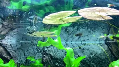 Yırtıcı tatlı su kelebeği, su yüzeyine düşmüş böcekleri yakalar. Pantodon Bucchholzi 