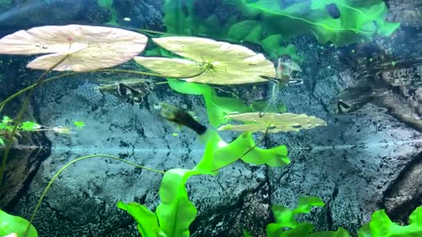 Pesce Farfalla Acqua Dolce Predatore Cattura Insetti Che Sono Caduti — Video Stock