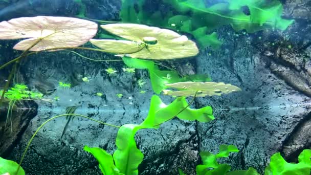 Predátorské Sladkovodní Motýlí Ryby Chytají Hmyz Který Spadl Vodní Hladinu — Stock video