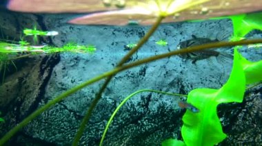 Yırtıcı tatlı su kelebeği, su yüzeyine düşmüş böcekleri yakalar. Pantodon Bucchholzi 