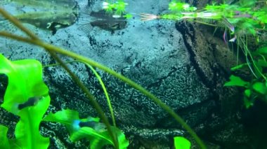 Yırtıcı tatlı su kelebeği, su yüzeyine düşmüş böcekleri yakalar. Pantodon Bucchholzi 