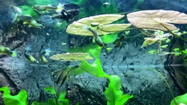 Yırtıcı tatlı su kelebeği, su yüzeyine düşmüş böcekleri yakalar. Pantodon Bucchholzi 