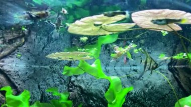 Yırtıcı tatlı su kelebeği, su yüzeyine düşmüş böcekleri yakalar. Pantodon Bucchholzi 