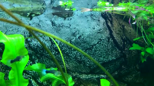 Хищные Пресноводные Рыбы Бабочки Ловят Насекомых Упавших Поверхность Воды Пантодон — стоковое видео