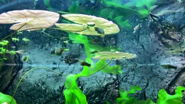 Predatory Freshwater Butterfly Fish Catches Insects Have Fallen Water Surface — Stock Video