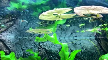 Yırtıcı tatlı su kelebeği, su yüzeyine düşmüş böcekleri yakalar. Pantodon Bucchholzi 