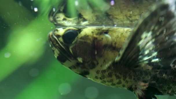 Predatory Freshwater Butterfly Fish Pantodon Buchholz — Stock Video