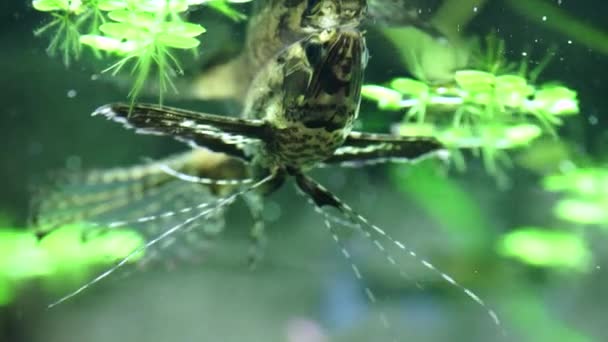 Predatory Freshwater Butterfly Fish Pantodon Buchholz — Stock Video