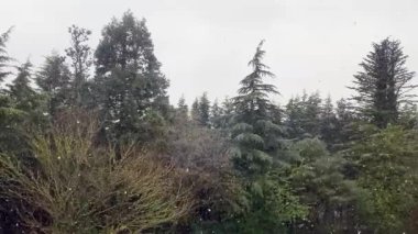 Büyük kar taneleri fırıl fırıl döner ve gökten yeşil ağaçların arka planına düşer. 60 FPS