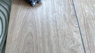 Seramik zemin fayansları yerleştiriliyor. Profesyonel müteahhit tamirat için zemine seramik fayans yerleştiriyor.