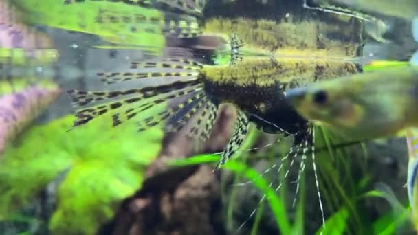 Peces Depredadores Mariposa Agua Dulce Pantodon Buchholzi — Vídeos de Stock