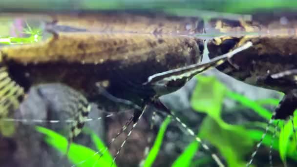 Predatory Freshwater Butterfly Fish Pantodon Buchholzi — Stock Video