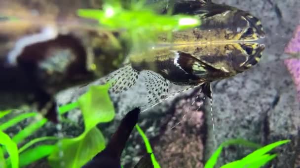 Räuberischer Süßwasser Schmetterlingsfisch Pantodon Buchholzi — Stockvideo
