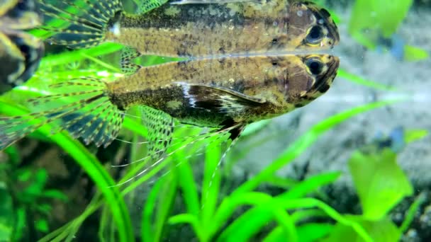 Peces Depredadores Mariposa Agua Dulce Pantodon Buchholzi — Vídeos de Stock