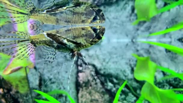 Räuberischer Süßwasser Schmetterlingsfisch Pantodon Buchholzi — Stockvideo