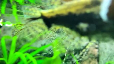 Yırtıcı tatlı su kelebeği balığı. Pantodon buchholzi. 