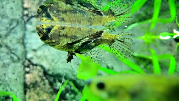 Peixe Borboleta Água Doce Predatória Pantodon Buchholzi — Vídeo de Stock
