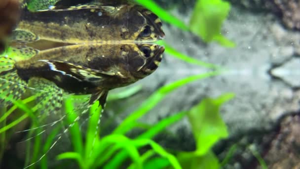 Pesce Farfalla Acqua Dolce Predatori Pantodon Buchholzi — Video Stock