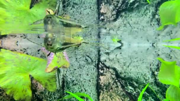 Pesce Farfalla Acqua Dolce Predatori Pantodon Buchholzi — Video Stock