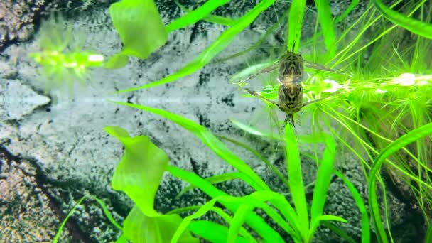 Peces Depredadores Mariposa Agua Dulce Pantodon Buchholzi — Vídeo de stock