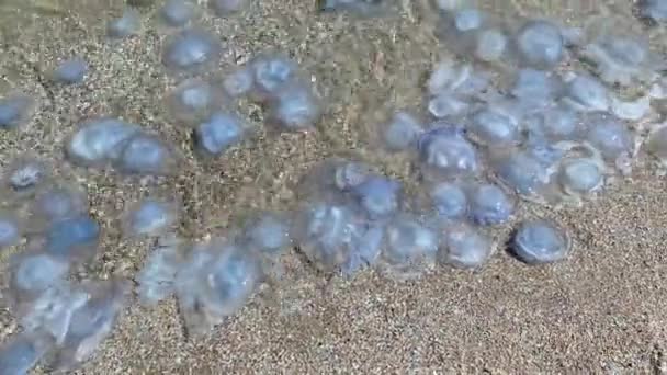 海岸でクラゲの侵入 環境汚染 クラゲが浜で洗い流された 生態災害 — ストック動画