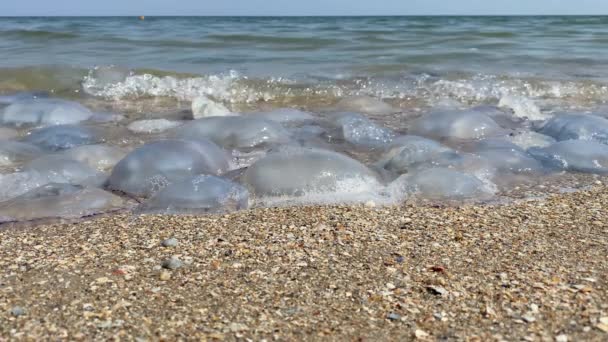 Invasión Medusas Orilla Del Mar Contaminación Ambiental Las Medusas Lavaron — Vídeos de Stock