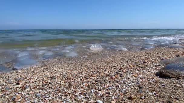 Deniz Kıyısındaki Denizanalarının Istilası Çevre Kirliliği Deniz Anası Sahile Vurmuş — Stok video
