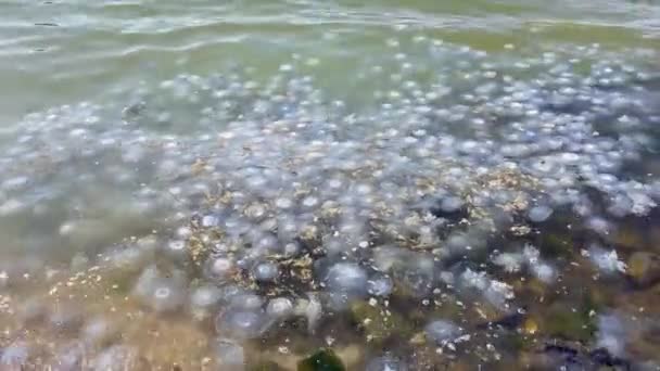 Invasione Meduse Riva Mare Meduse Lavate Una Spiaggia Inquinamento Ambientale — Video Stock