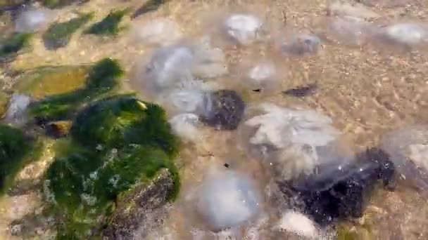 海岸へのクラゲの侵入クラゲはビーチで洗い流されました 環境汚染 — ストック動画