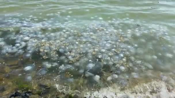 Invasion Von Quallen Meeresufer Quallen Wurden Einem Strand Angespült Umweltverschmutzung — Stockvideo