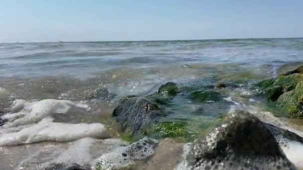 Invasión Medusas Orilla Del Mar Medusas Lavadas Una Playa Contaminación — Vídeo de stock