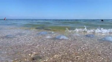  Deniz kenarında denizanası istilası. Denizanası sahile vurmuş. Çevre kirliliği